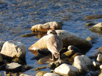 2021年10月26日(火) 山口県の野鳥観察記録