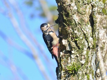 Great Spotted Woodpecker 十里木高原 Thu, 9/23/2021