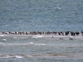 2021年10月23日(土) 香良洲海岸の野鳥観察記録