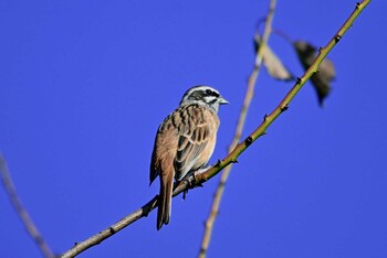 Meadow Bunting 加木屋緑地 Wed, 10/20/2021