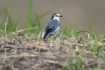 White Wagtail 加木屋緑地 Wed, 10/20/2021