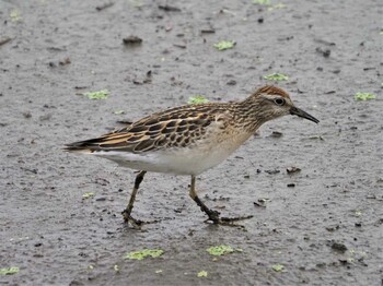 2021年10月26日(火) 多々良沼の野鳥観察記録