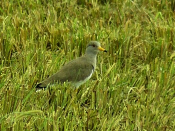 2021年9月19日(日) 浮島ヶ原の野鳥観察記録