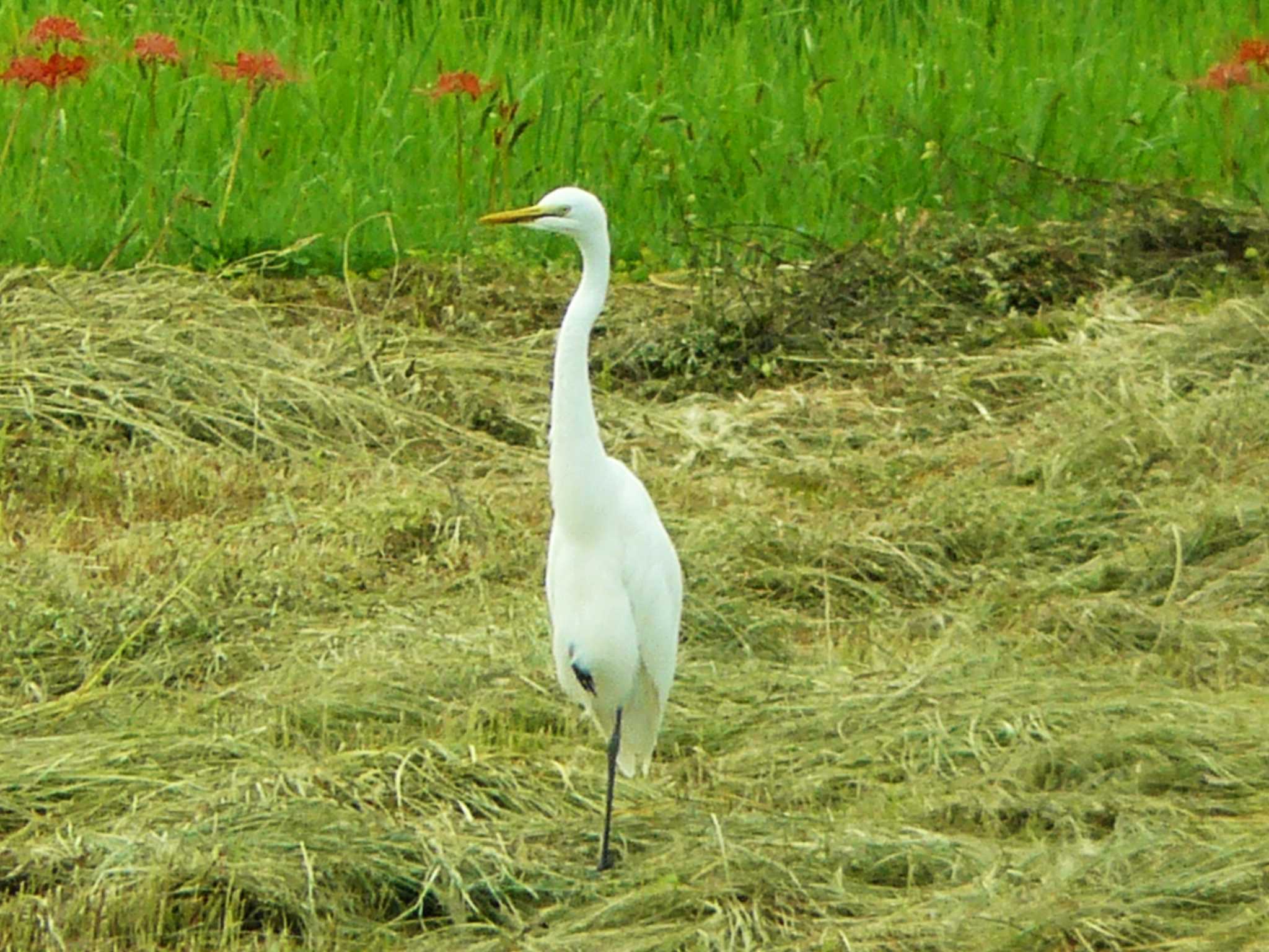 チュウサギ