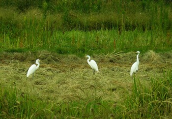 2021年9月22日(水) 裾野の野鳥観察記録