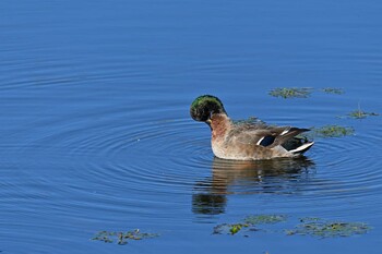 Mallard 境川遊水地公園 Sun, 10/24/2021