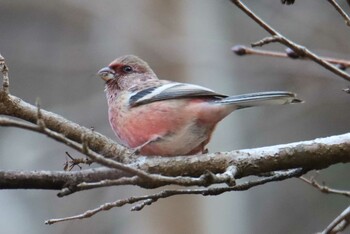 2021年2月13日(土) 早戸川林道の野鳥観察記録