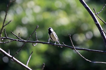 シジュウカラ 行徳野鳥保護区 2021年10月26日(火)