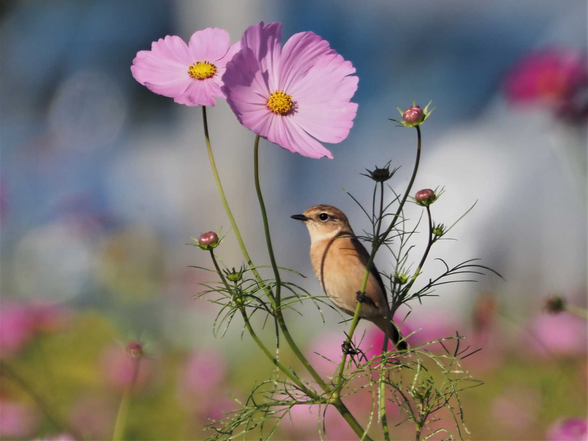 岐阜県関市 ノビタキの写真 by KazuIson