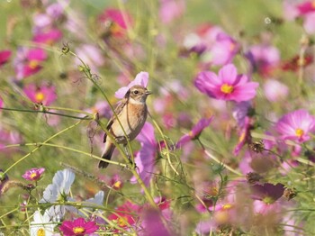 ノビタキ 岐阜県関市 2021年10月26日(火)