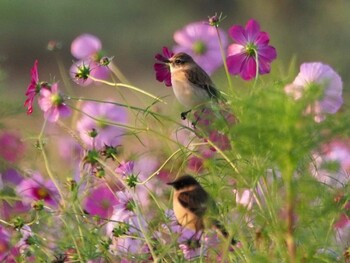 ノビタキ 岐阜県関市 2021年10月26日(火)