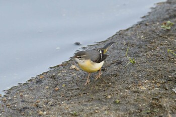 2021年10月27日(水) 愛知県豊田市逢妻女川周辺の野鳥観察記録