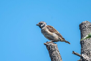 Eurasian Tree Sparrow 明石市大久保町 Sun, 10/3/2021