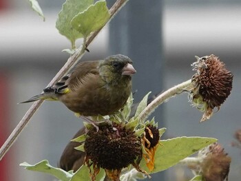 Grey-capped Greenfinch さいたま市 Wed, 10/27/2021