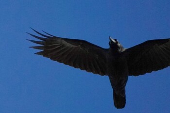 2021年10月26日(火) いなべ市大安町の野鳥観察記録