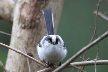 2021年2月14日(日) こども自然公園 (大池公園/横浜市)の野鳥観察記録