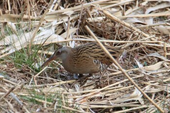 2021年2月14日(日) 舞岡公園の野鳥観察記録