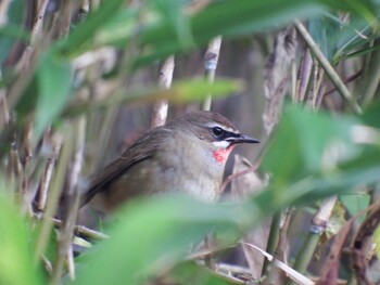 Siberian Rubythroat 赤谷湖 Wed, 10/27/2021