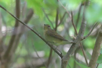 キビタキ みなくち子どもの森 2021年10月27日(水)