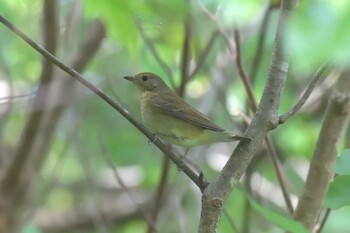 キビタキ みなくち子どもの森 2021年10月27日(水)