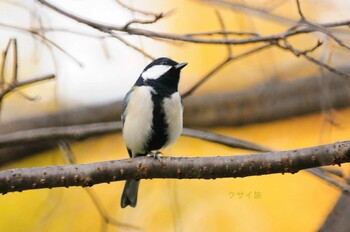 シジュウカラ 馬見丘陵公園 2021年10月27日(水)