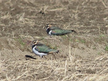 Northern Lapwing 印旛沼 Thu, 12/31/2020