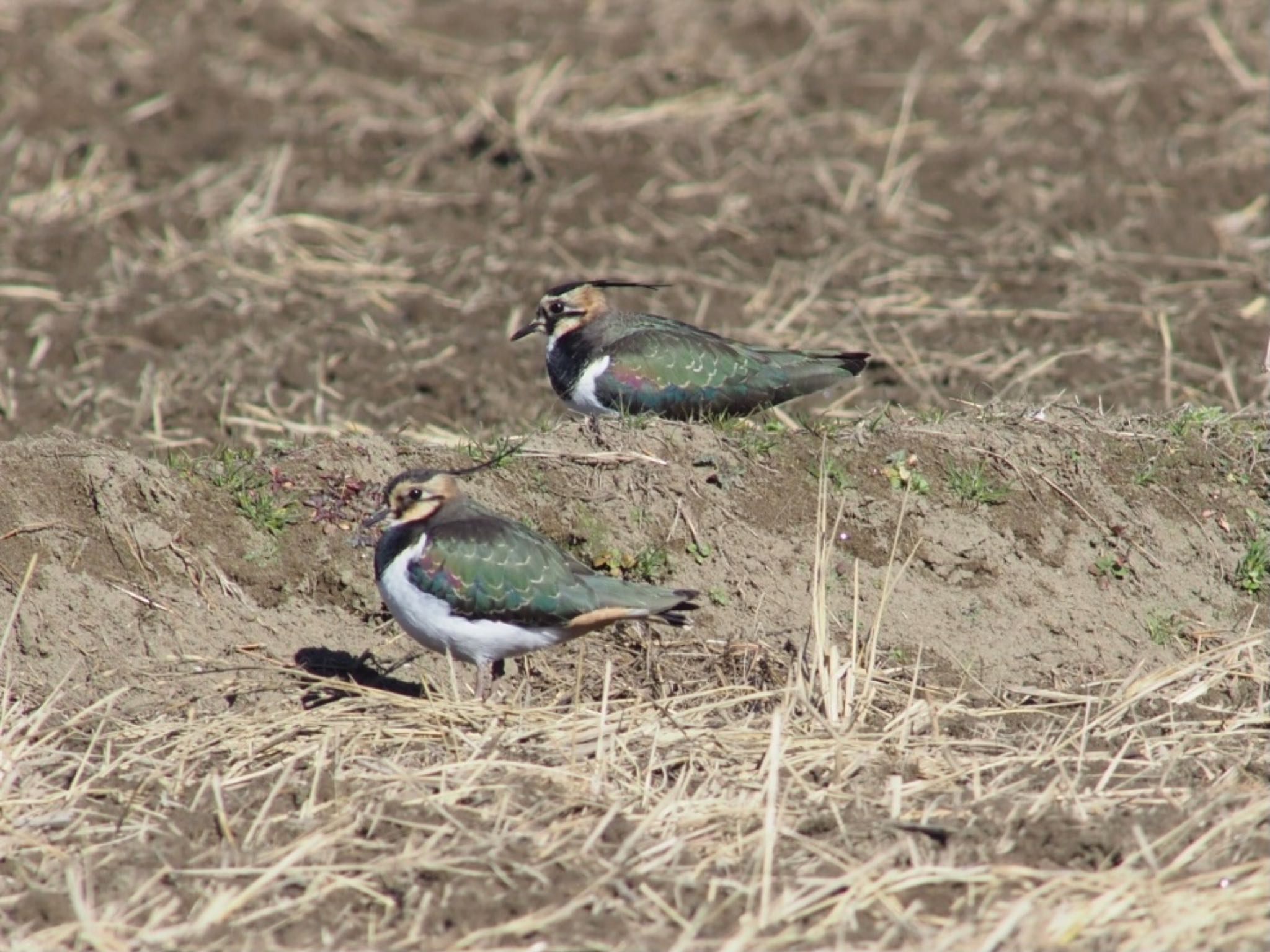 Photo of Northern Lapwing at 印旛沼 by むかいさん