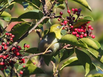 Warbling White-eye Kasai Rinkai Park Sun, 1/3/2021