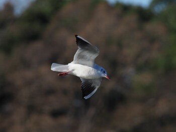 ユリカモメ 水元公園 2021年1月2日(土)