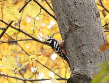 White-backed Woodpecker 三角山(札幌市西区) Wed, 10/27/2021