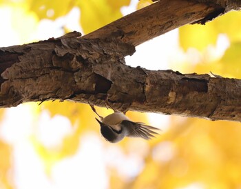 Eurasian Nuthatch 三角山(札幌市西区) Wed, 10/27/2021