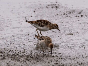 2021年10月27日(水) 伊佐沼の野鳥観察記録