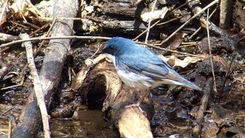 Siberian Blue Robin 長野県 Tue, 5/2/2017