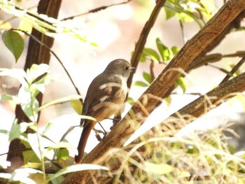 2021年10月23日(土) 山口県の野鳥観察記録