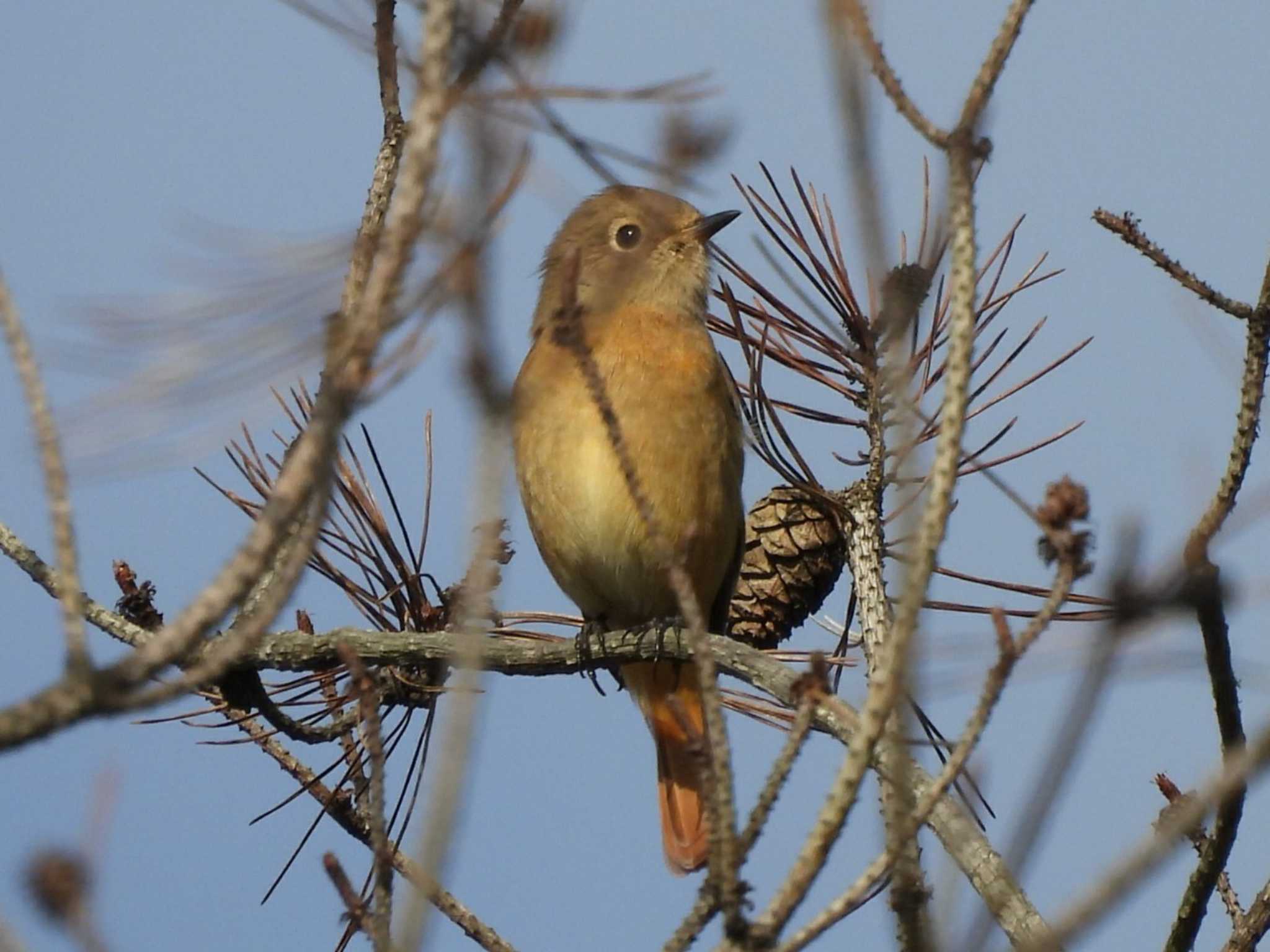 山口県 ジョウビタキの写真 by enaga