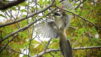 オナガ 埼玉県 2017年4月27日(木)