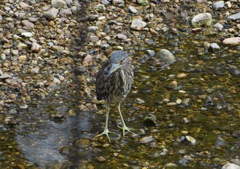 2021年10月27日(水) 山崎川瑞穂図書館裏の野鳥観察記録