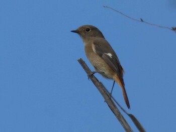 Daurian Redstart Yoron Island Tue, 10/26/2021