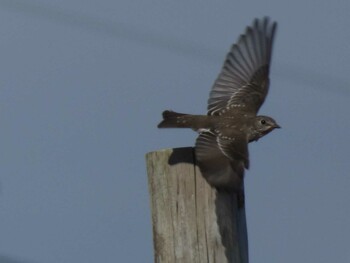 Grey-streaked Flycatcher Yoron Island Wed, 10/27/2021