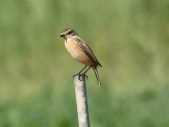 Amur Stonechat Yoron Island Wed, 10/27/2021