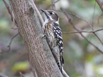 Japanese Pygmy Woodpecker 祖父江ワイルドネイチャー緑地 Wed, 10/27/2021