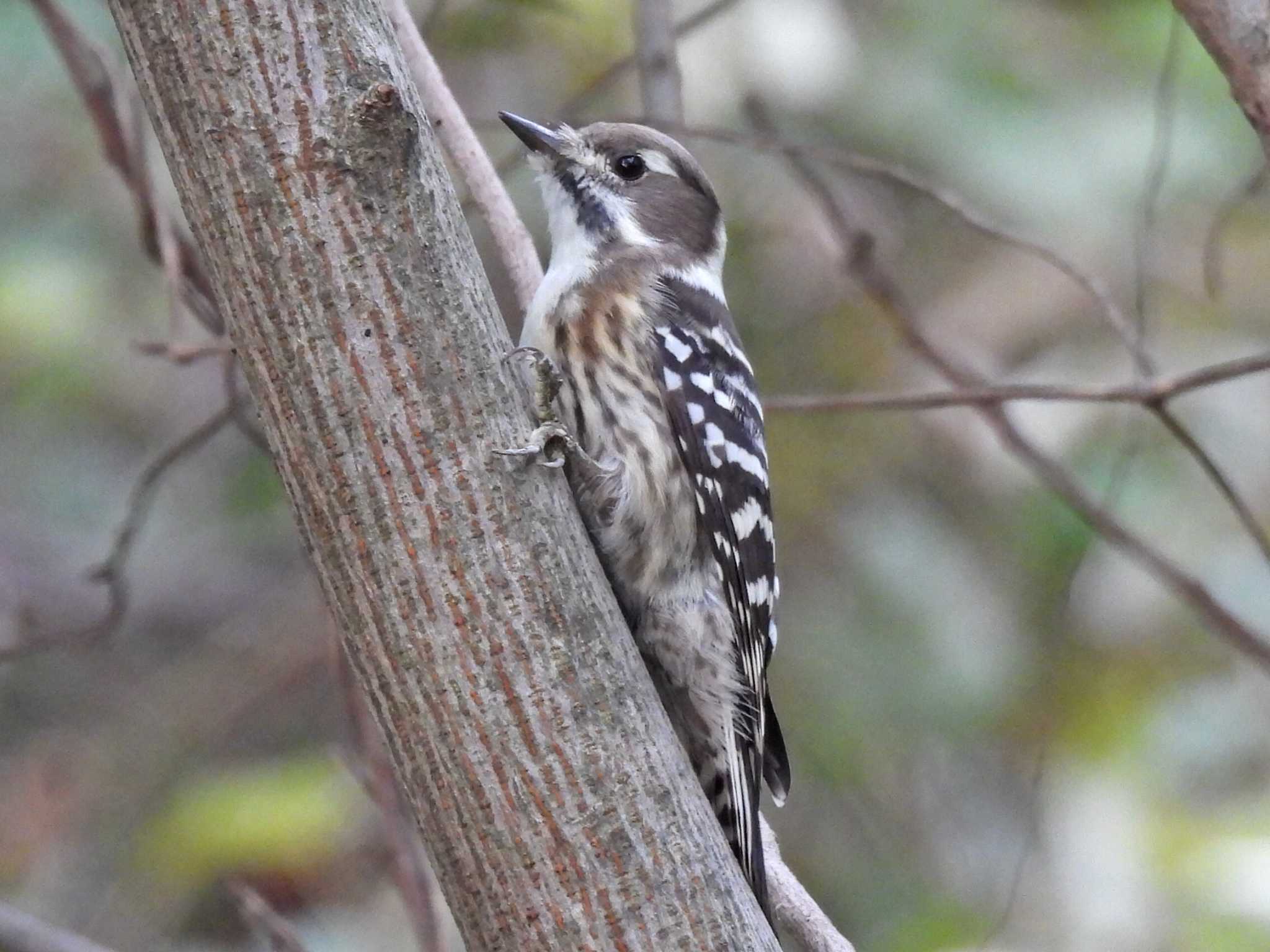 Photo of Japanese Pygmy Woodpecker at 祖父江ワイルドネイチャー緑地 by 寅次郎