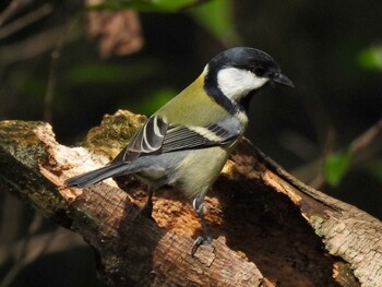 Japanese Tit 祖父江ワイルドネイチャー緑地 Wed, 10/27/2021