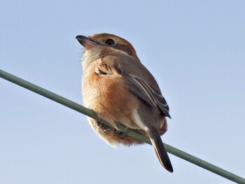 Bull-headed Shrike 津島市 Wed, 10/27/2021