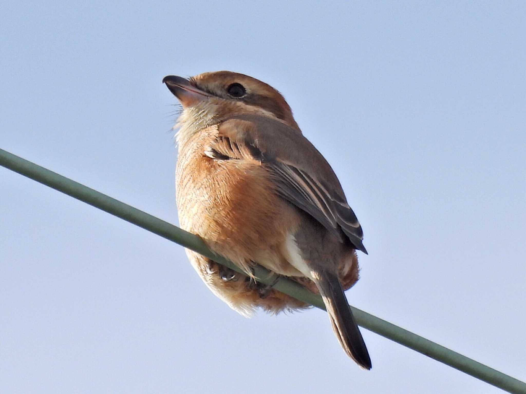 Photo of Bull-headed Shrike at 津島市 by 寅次郎