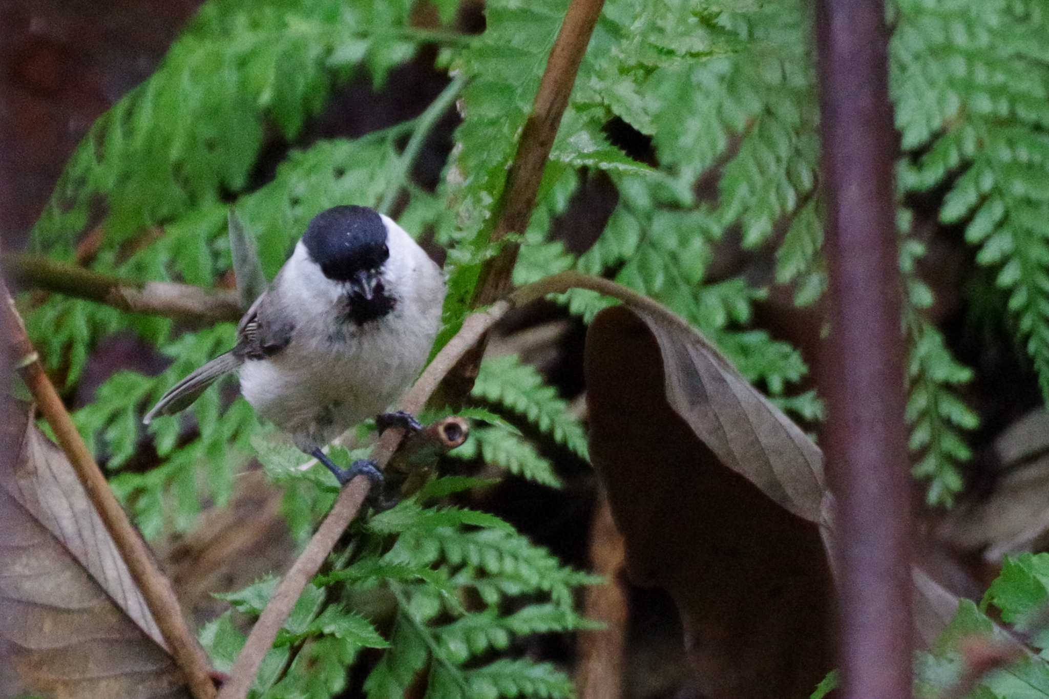 ハシブトガラ