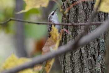 2021年10月27日(水) 宮城沢林道(札幌市西区)の野鳥観察記録