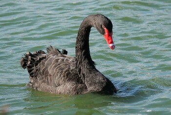 Black Swan 千波湖 Mon, 10/18/2021