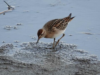 Sharp-tailed Sandpiper Isanuma Tue, 10/26/2021