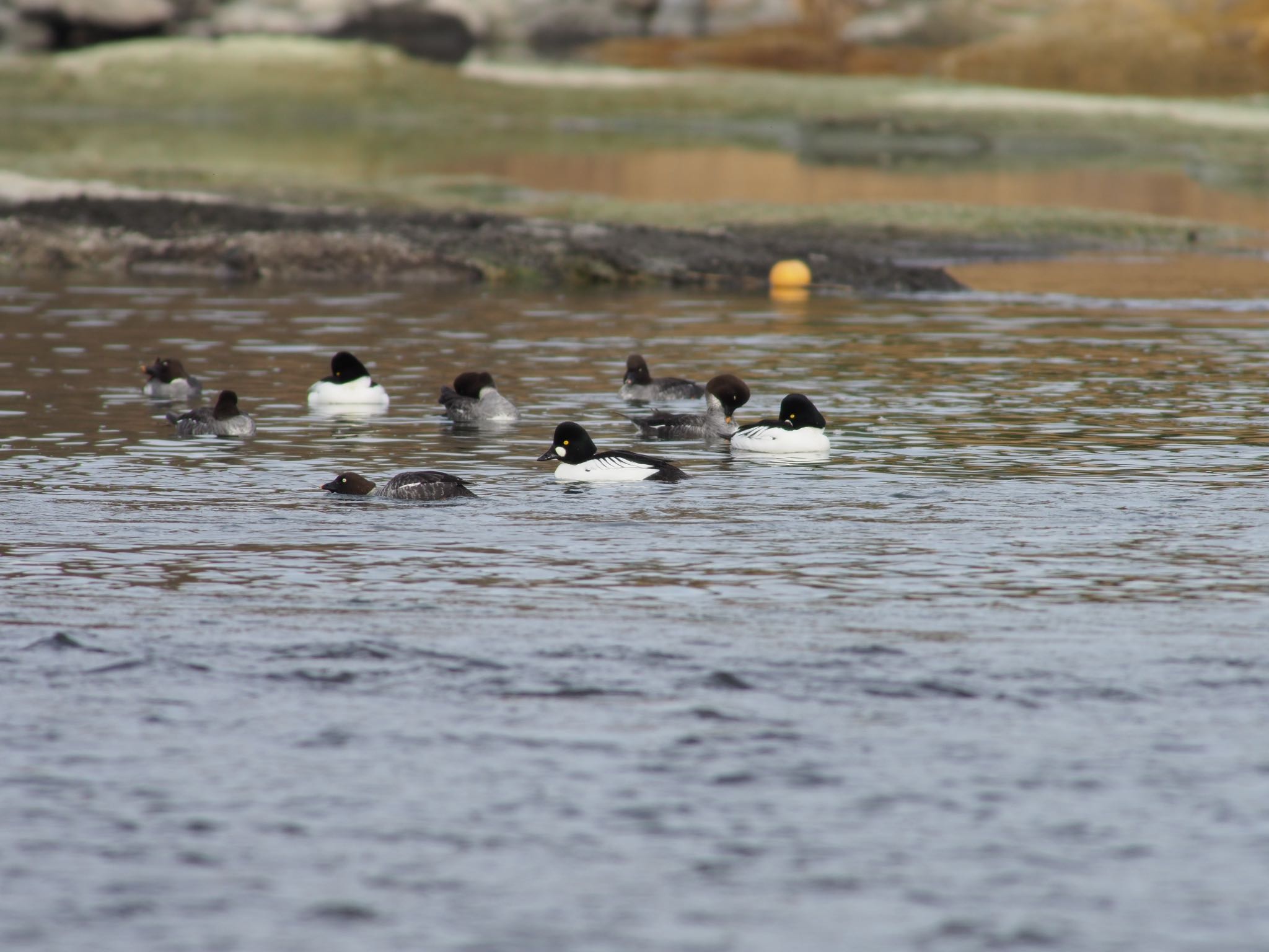 Photo of Common Goldeneye at 熊谷市 by むかいさん